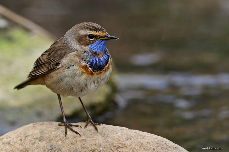 Bluethroat