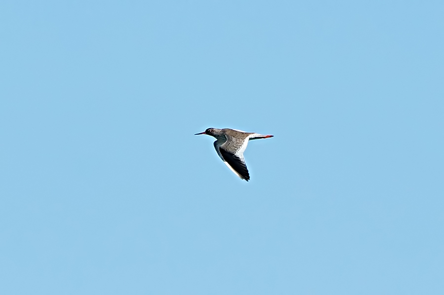 Common Redshank