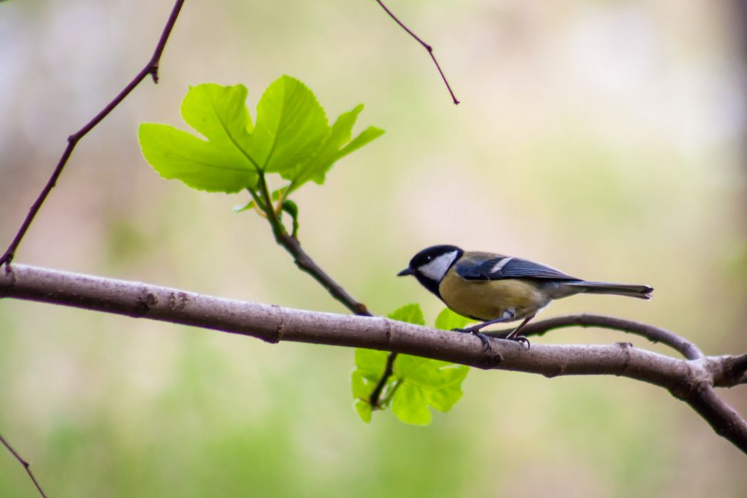 Great Tit