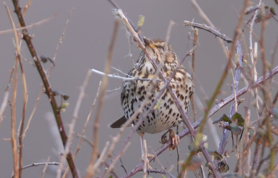 Song Thrush