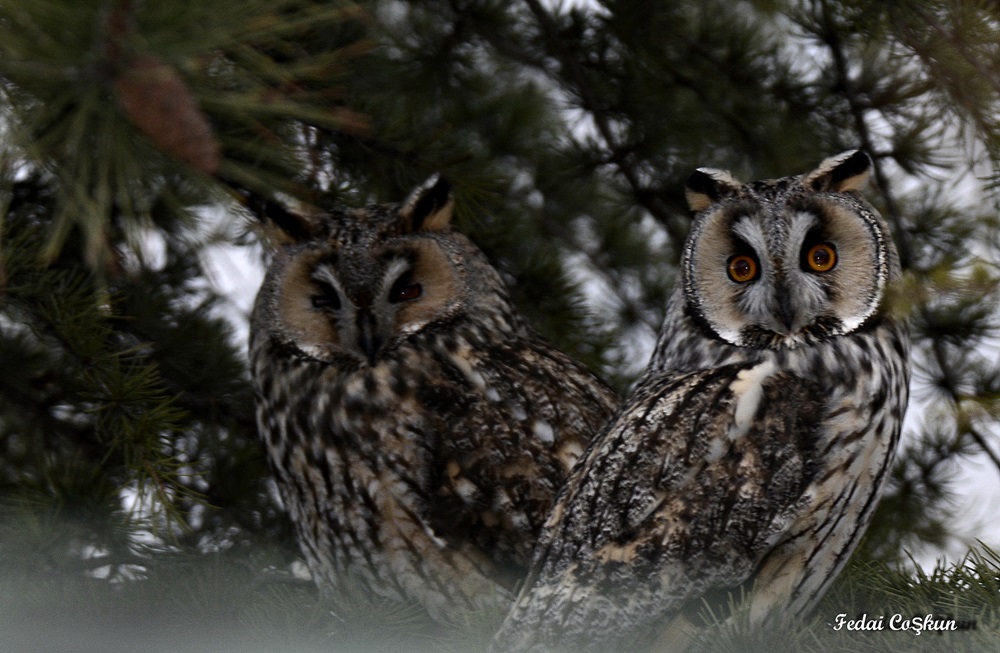 Long-eared Owl