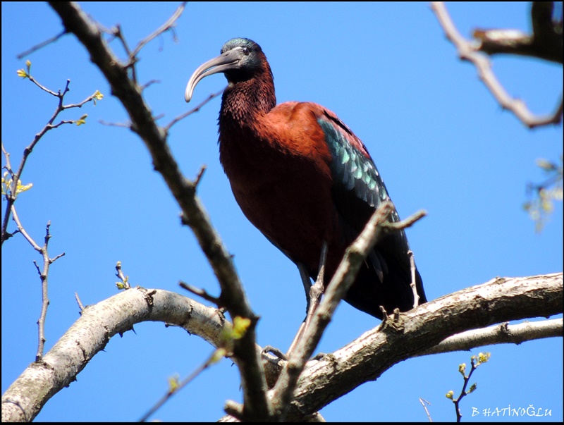 Glossy Ibis