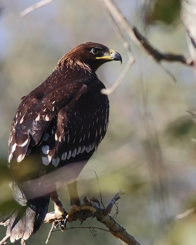 Greater Spotted Eagle