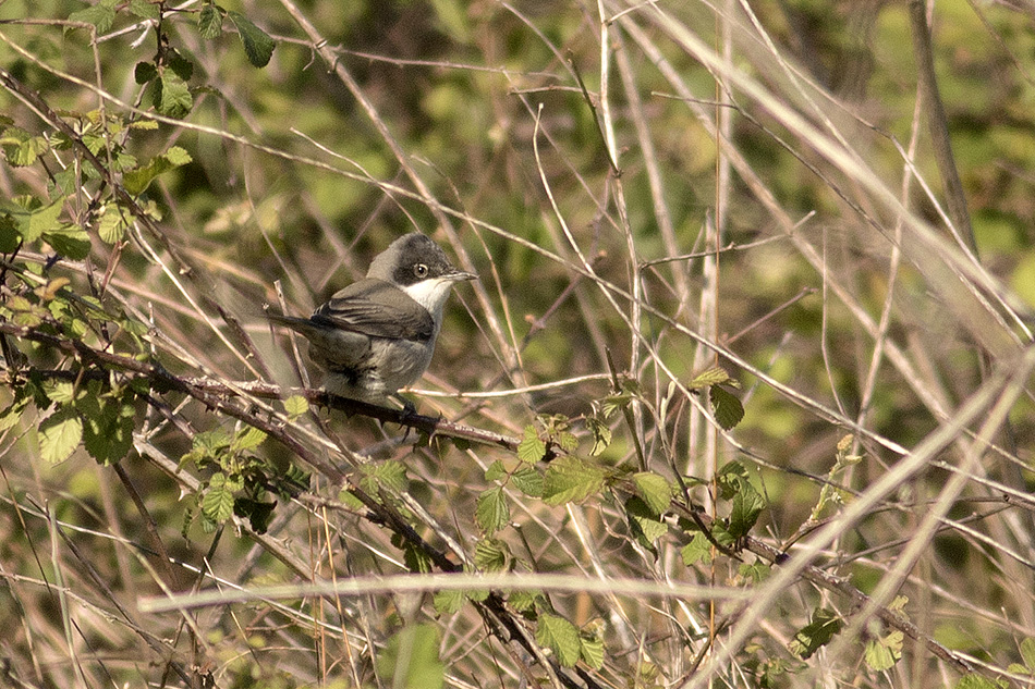 Eastern Orphean Warbler