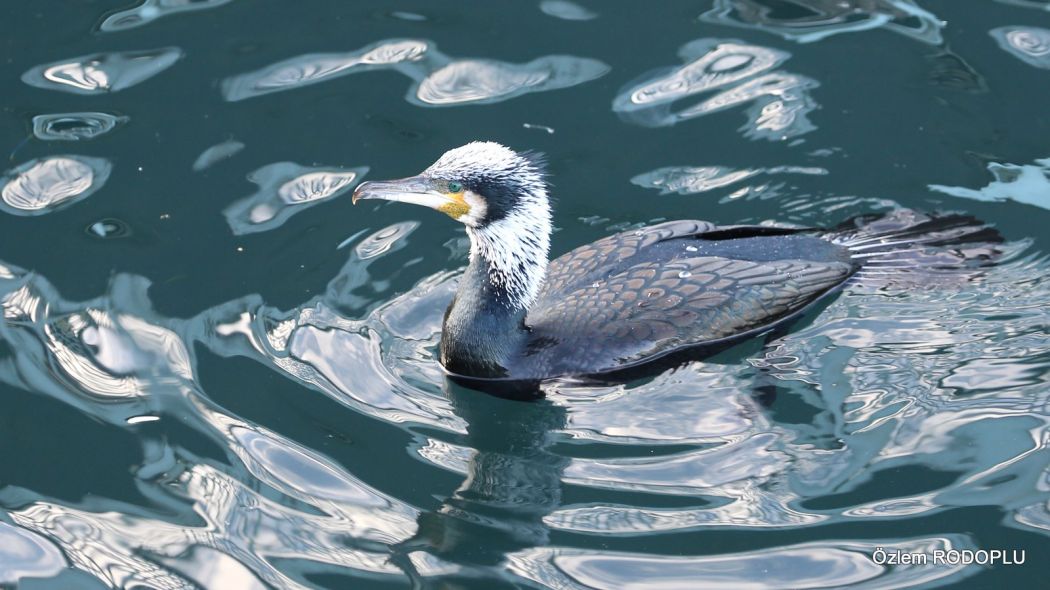 Great Cormorant
