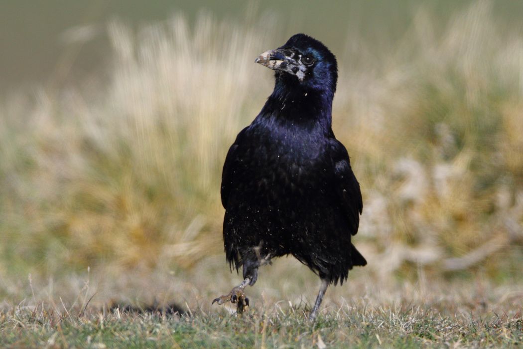 Rook