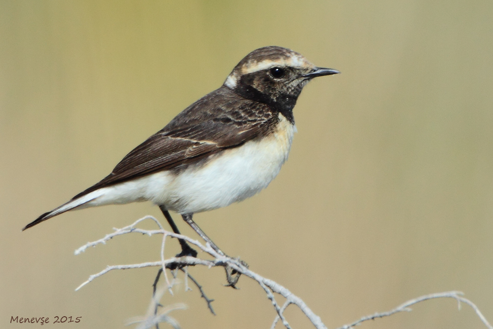 Pied Wheatear