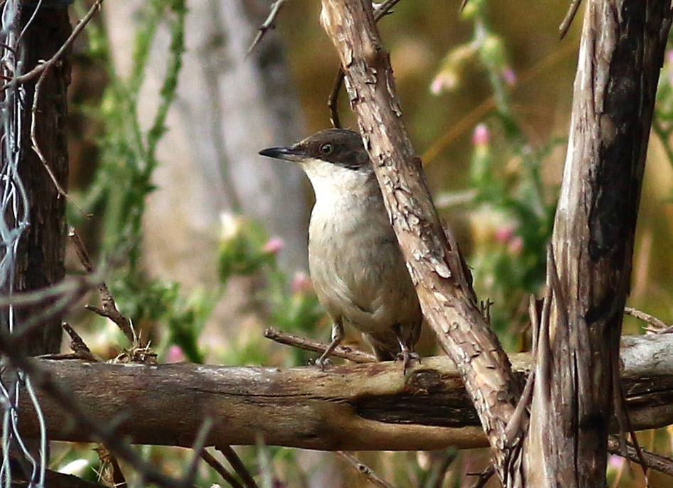 Eastern Orphean Warbler