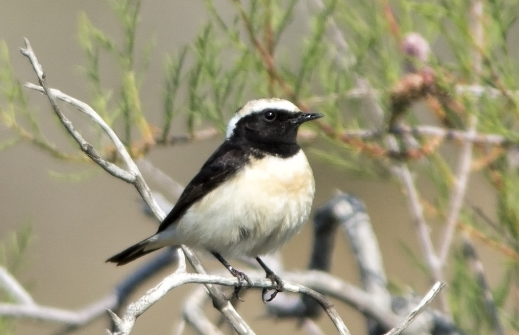 Pied Wheatear