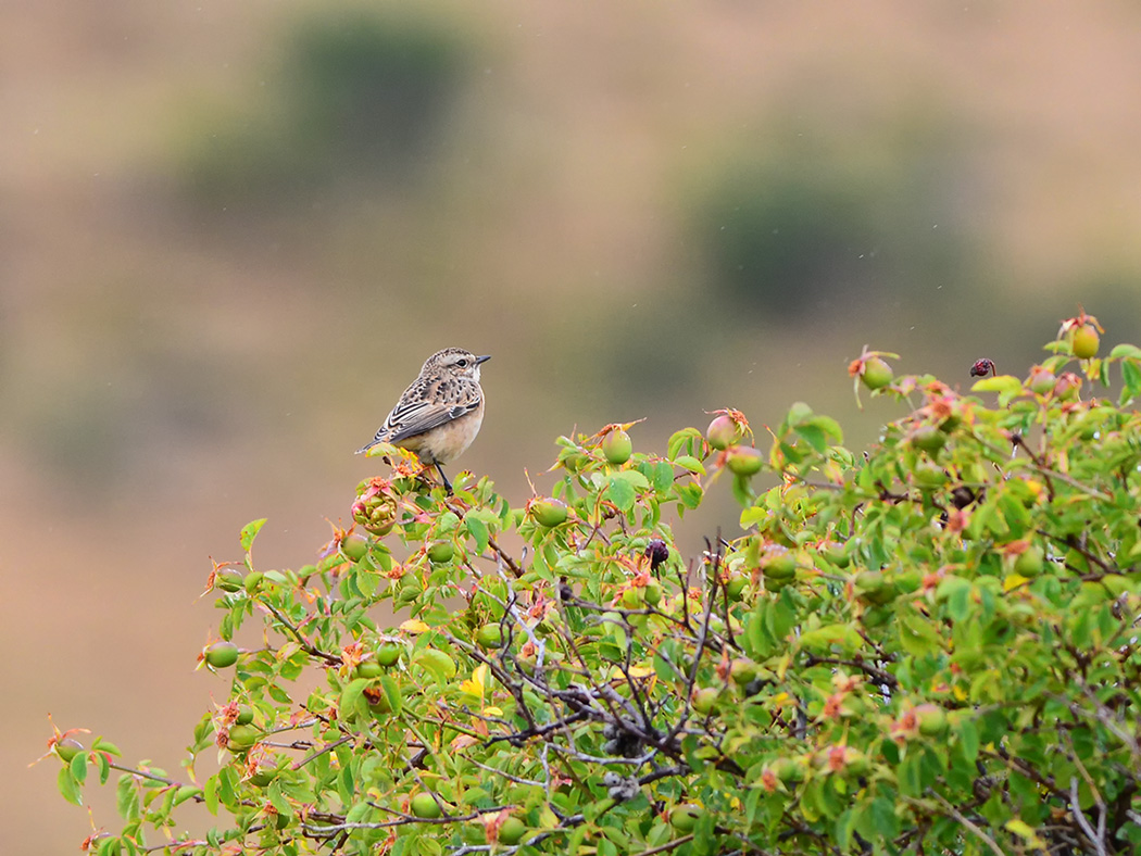 Whinchat