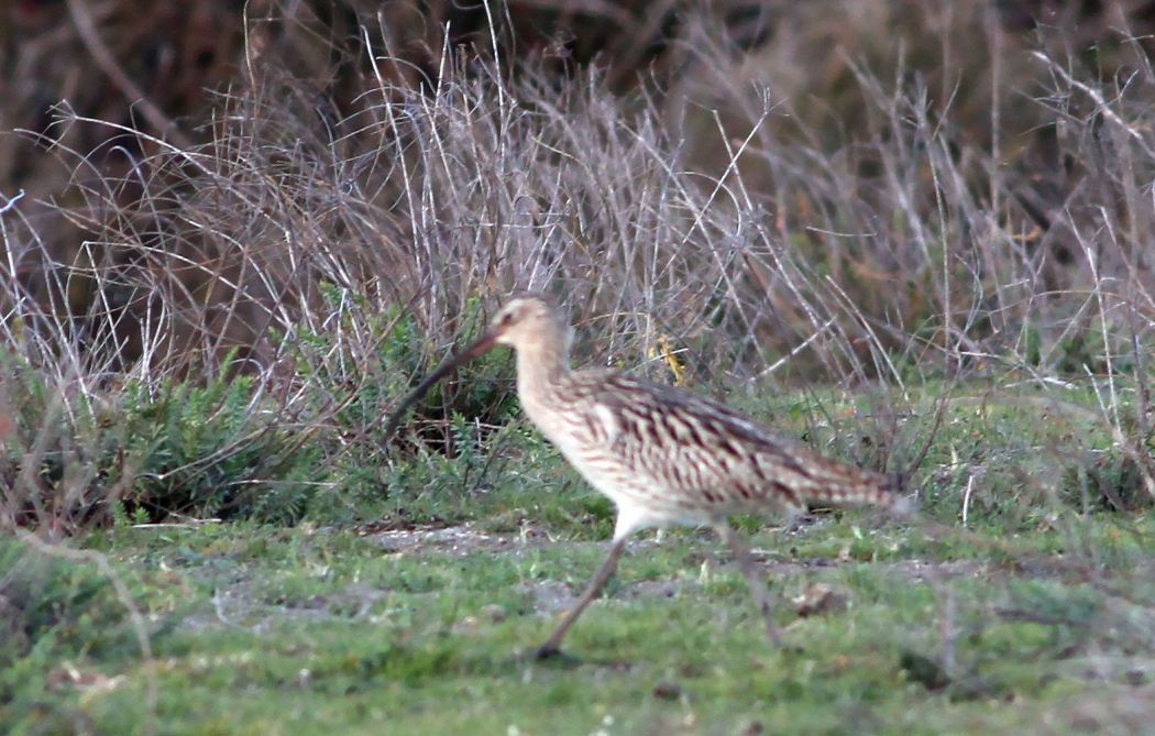 Eurasian Curlew