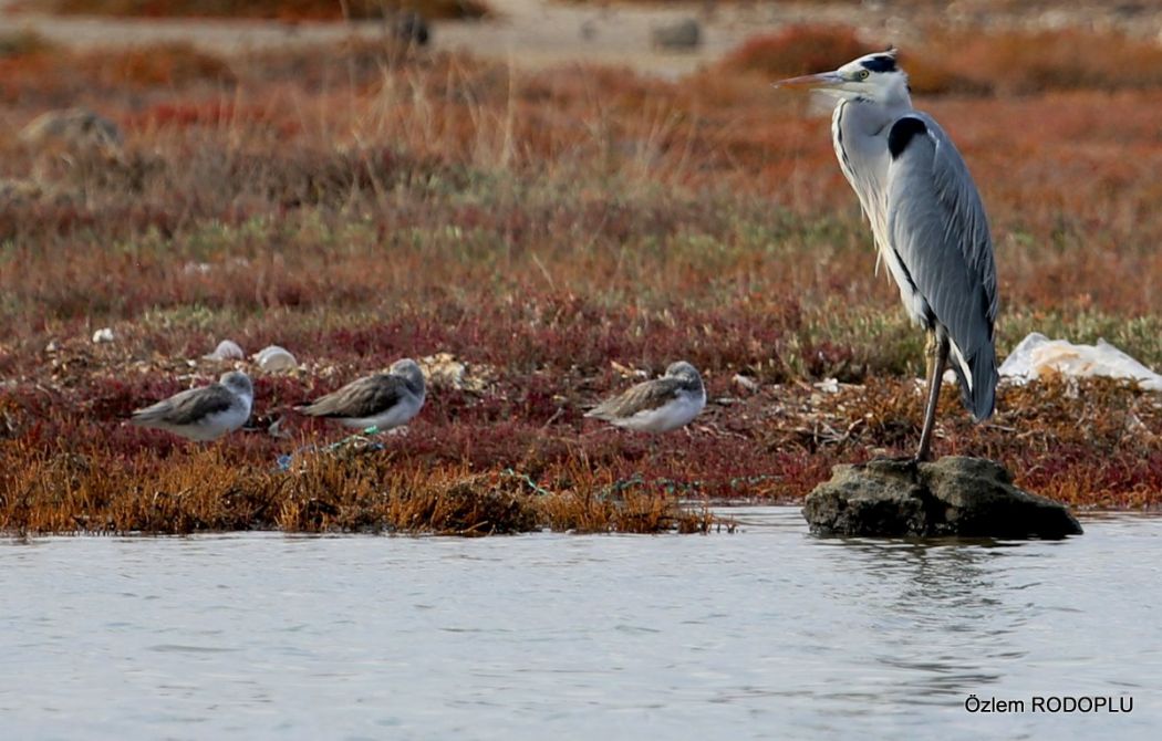 Grey Heron