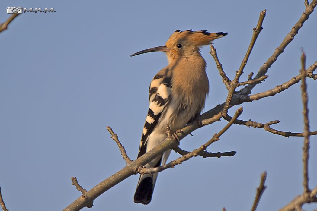 Eurasian Hoopoe