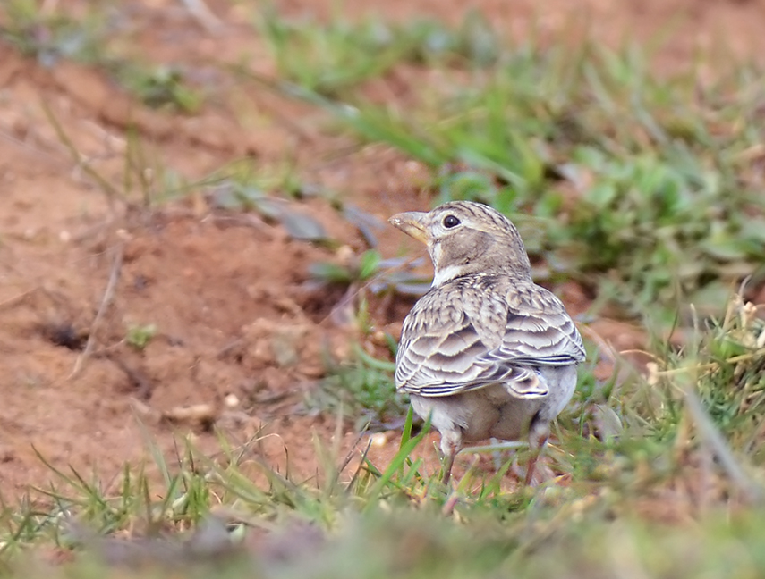 Calandra Lark