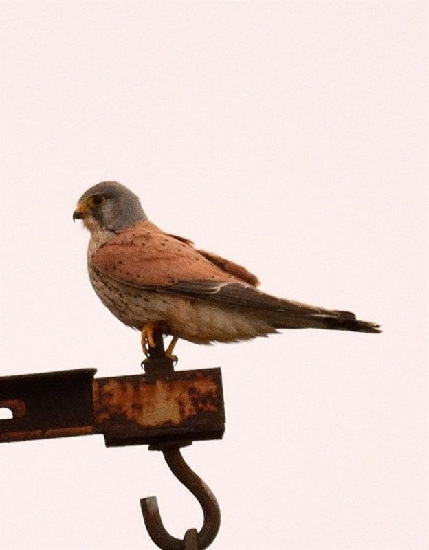 Common Kestrel