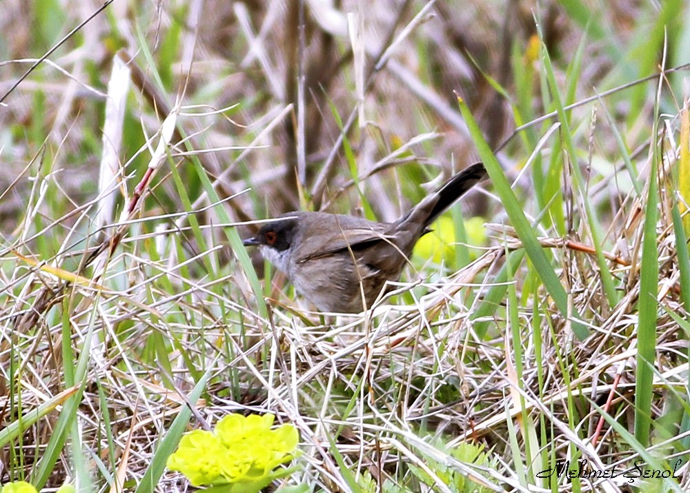 Sardinian Warbler