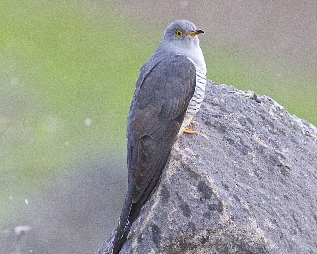 Common Cuckoo
