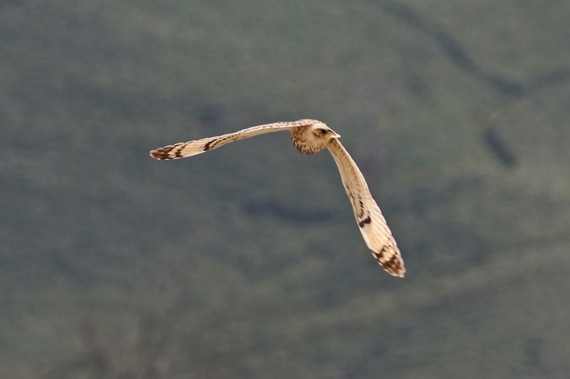 Short-eared Owl