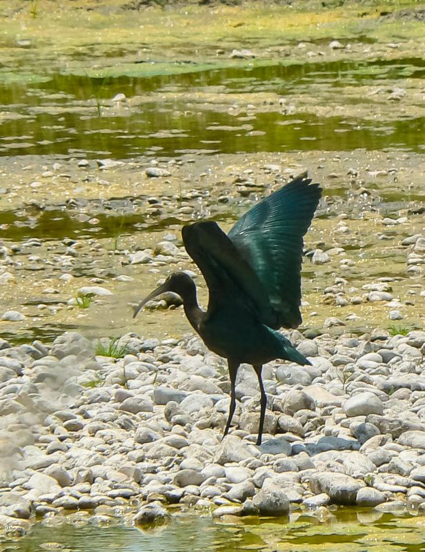 Glossy Ibis