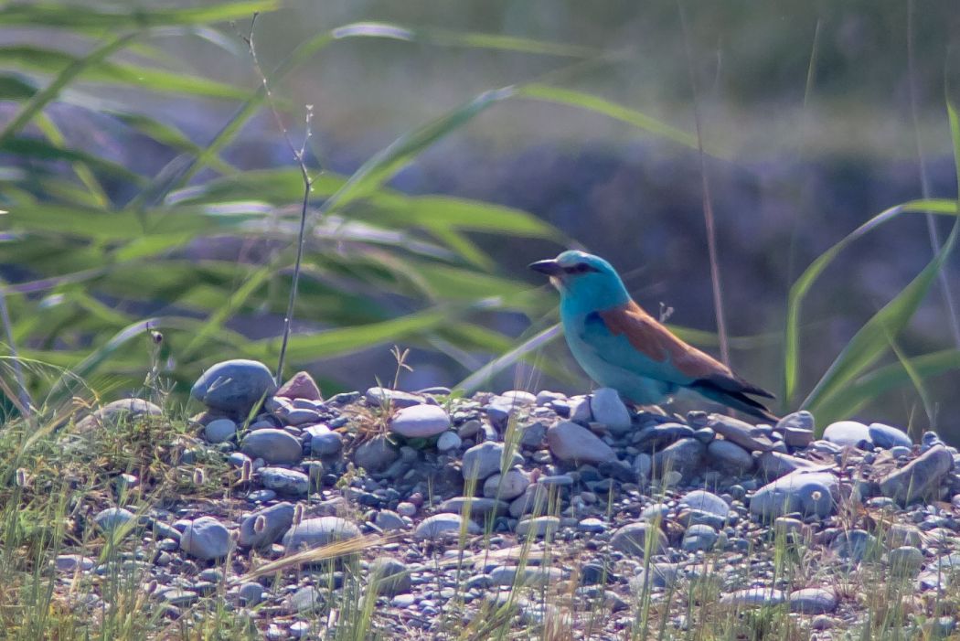 European Roller