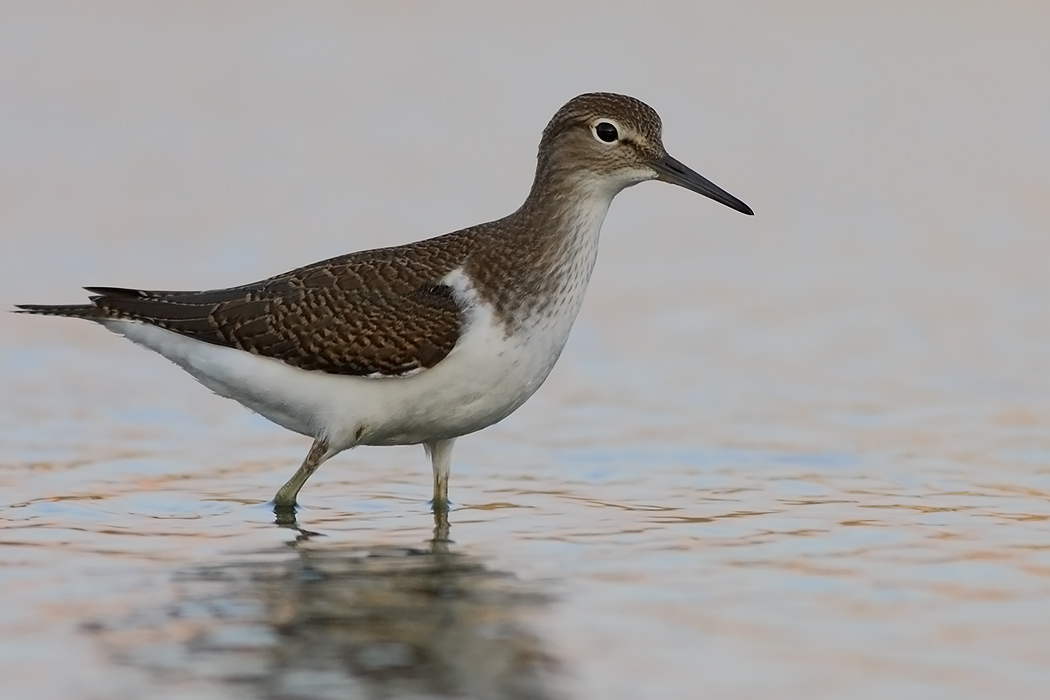 Common Sandpiper
