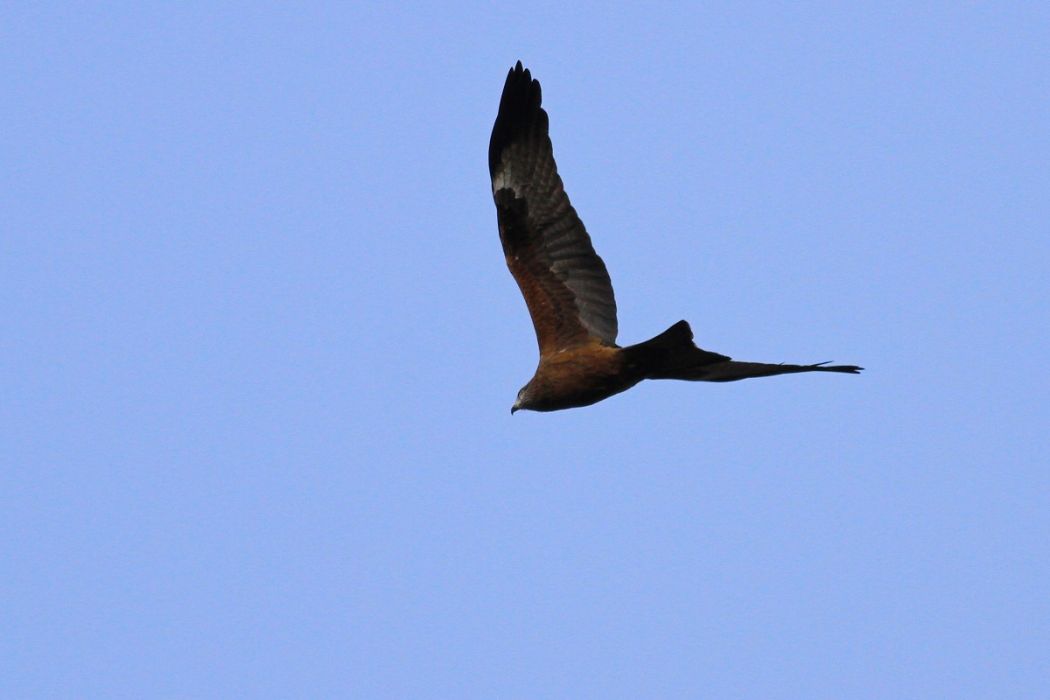 Black Kite