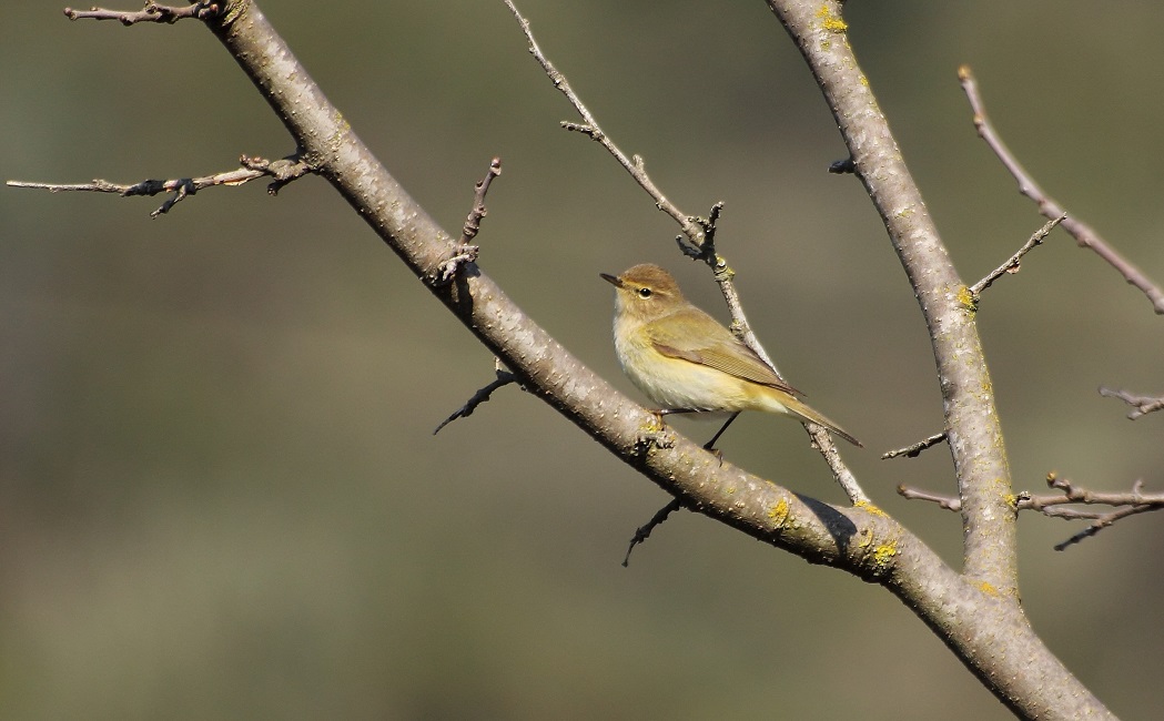 Common Chiffchaff