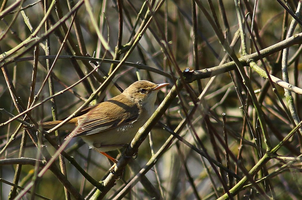 Marsh Warbler