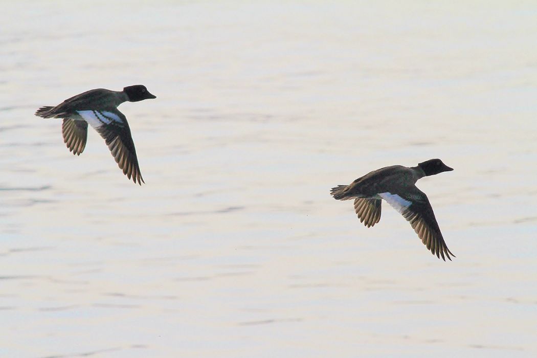 Common Goldeneye