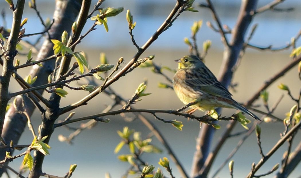 Yellowhammer