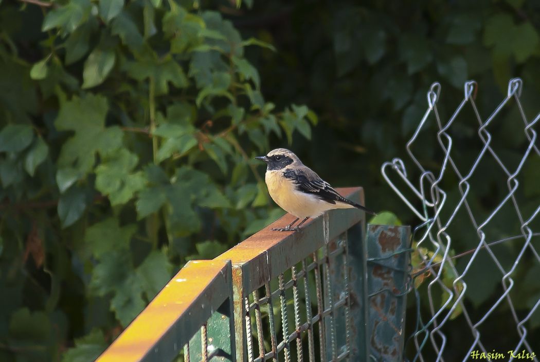 Black-eared Wheatear