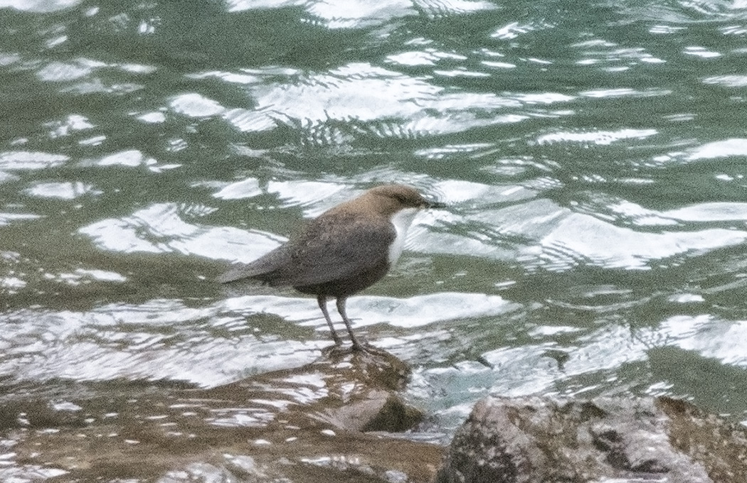 White-throated Dipper