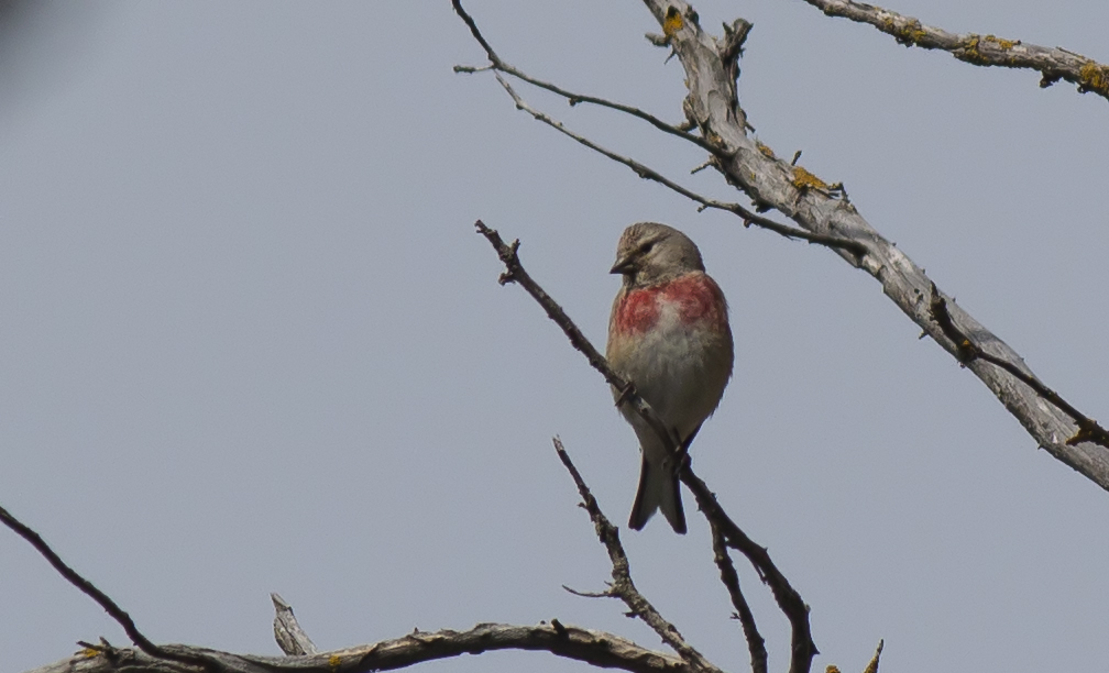 Common Linnet