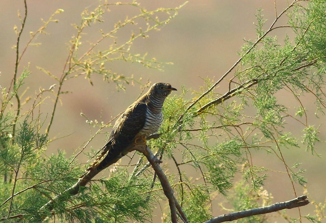 Common Cuckoo