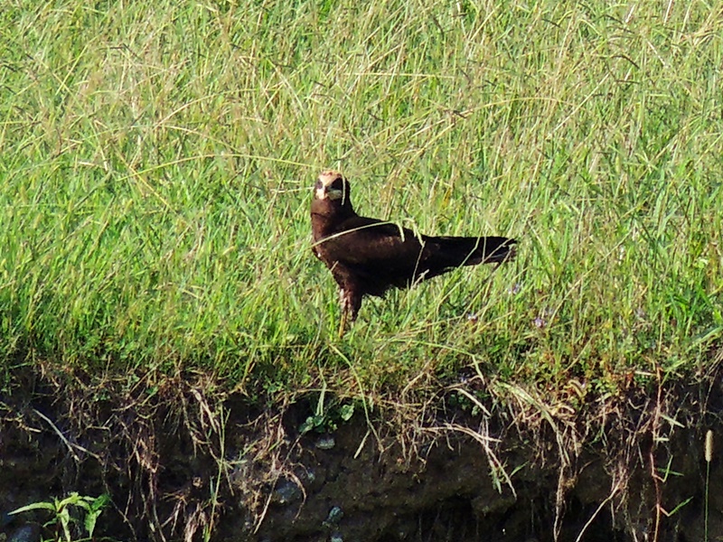 Western Marsh Harrier