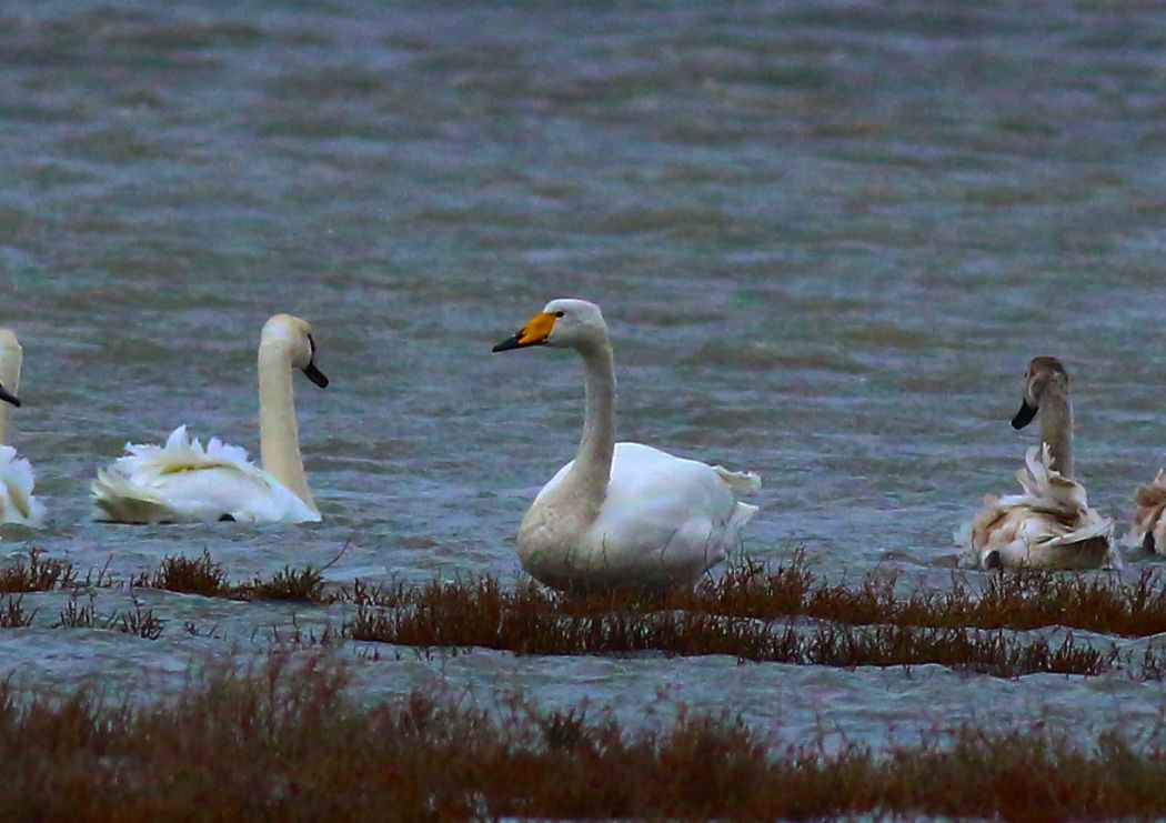 Whooper Swan