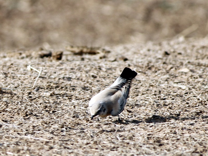 Desert Wheatear