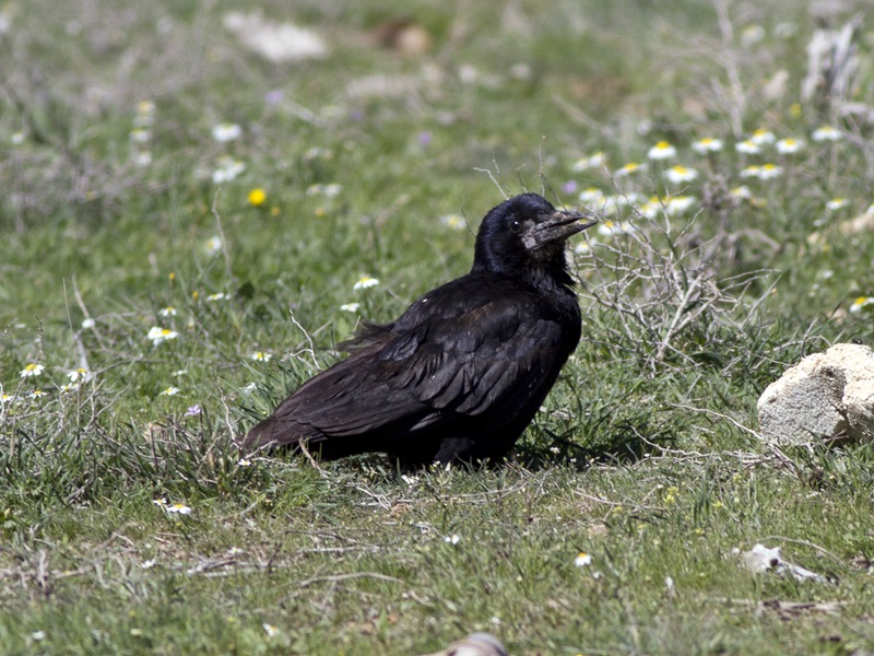Ekin Kargası