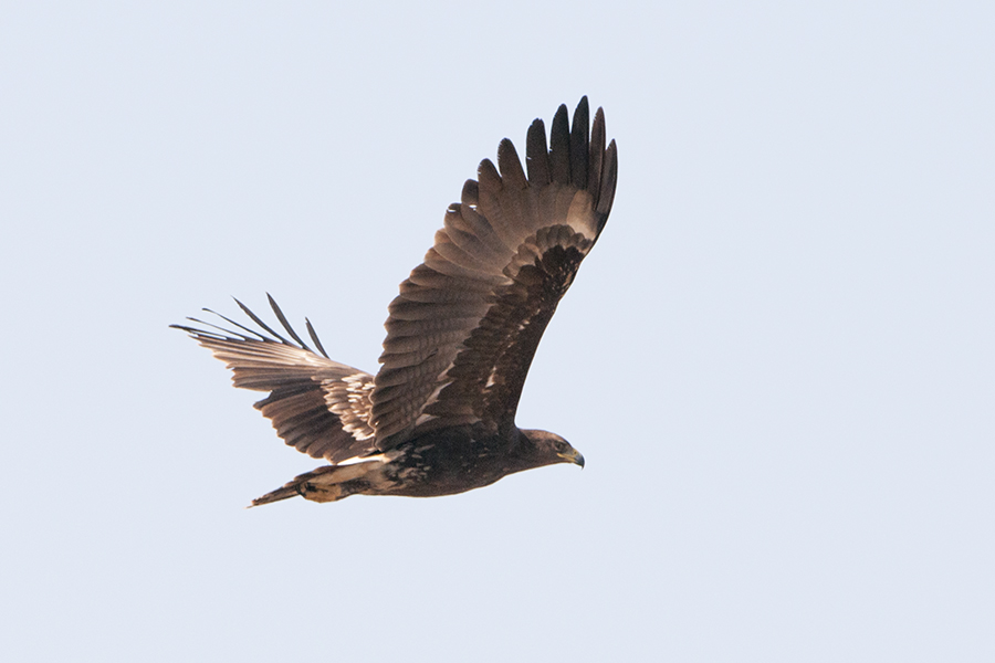 Greater Spotted Eagle