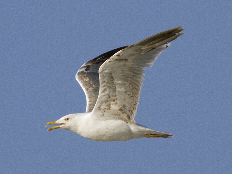 Gümüş Martı