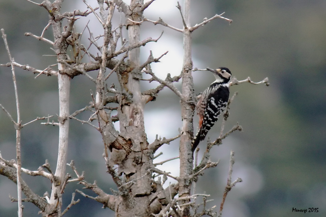 White-backed Woodpecker