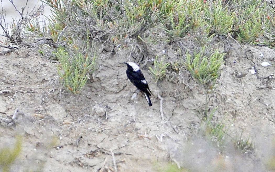 Pied Wheatear