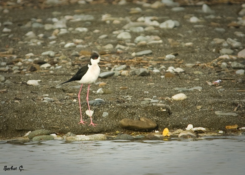 Black-winged Stilt