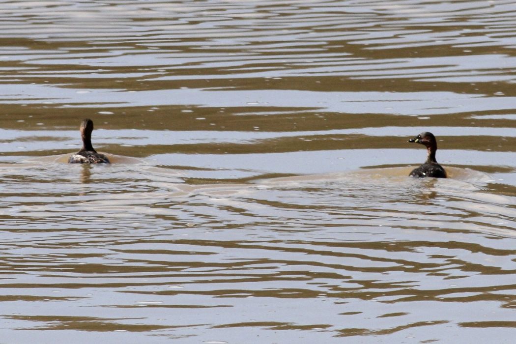 Little Grebe