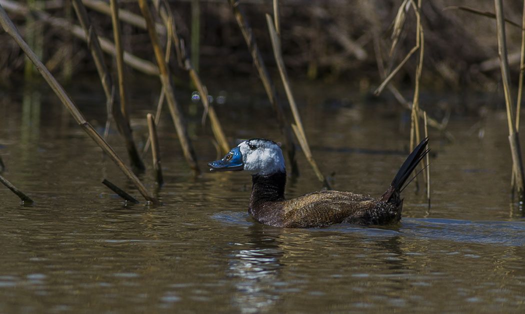 White-headed Duck