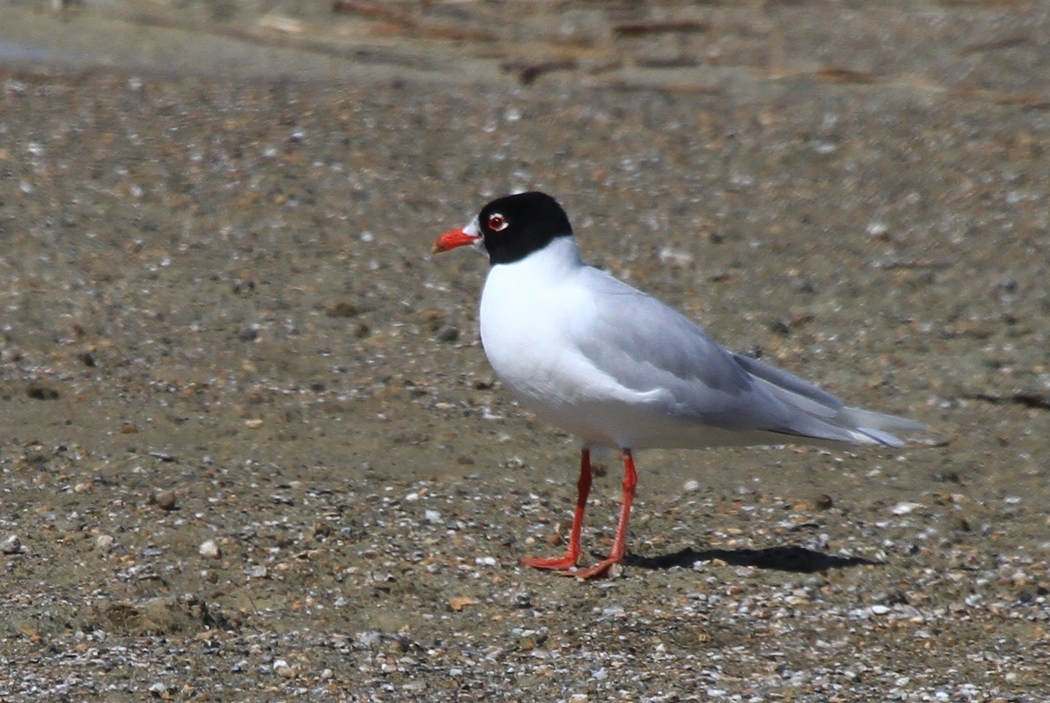 Mediterranean Gull