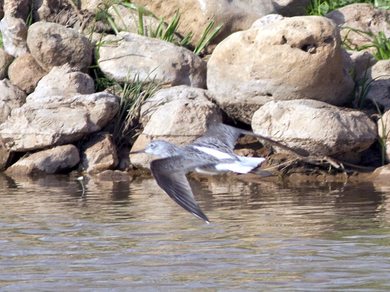 Marsh Sandpiper