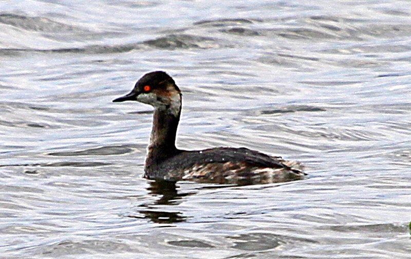 Black-necked Grebe
