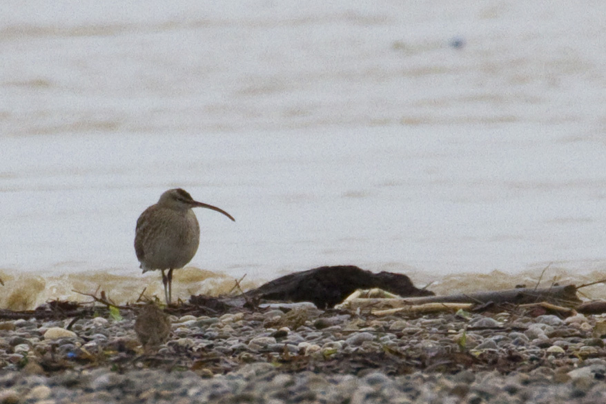 Eurasian Whimbrel