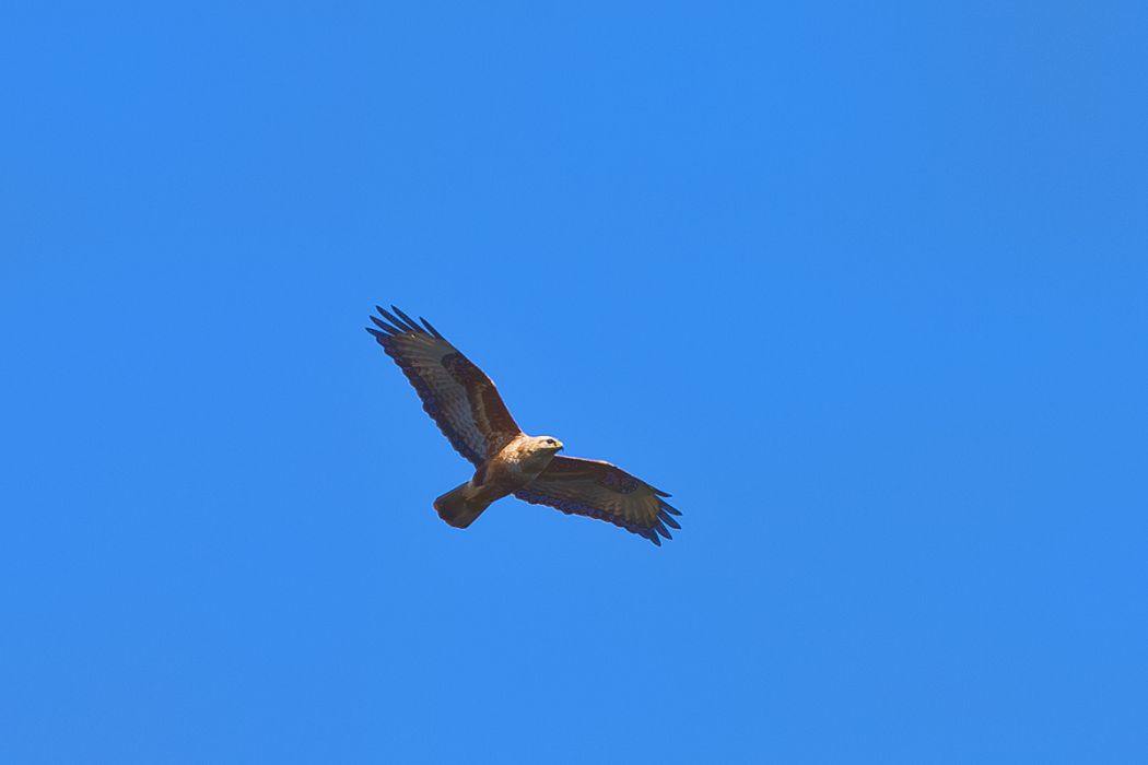 Common Buzzard